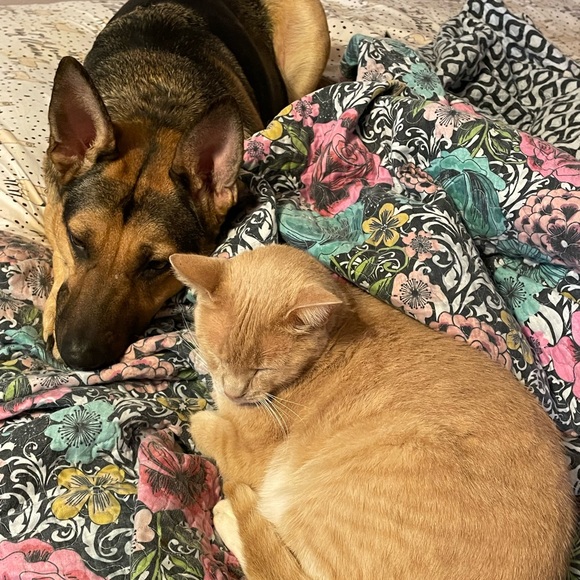 COPY - Annette here.  Love visits! Pics of house are 2 years projections! - Picture 8 of 12